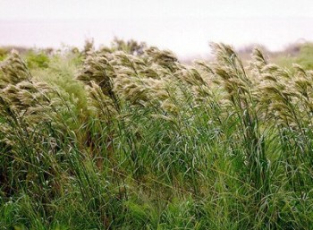 lipnicovité-trávy
